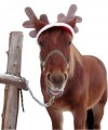 Appointments over the Festive Season