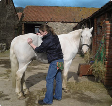 Horses Grazing