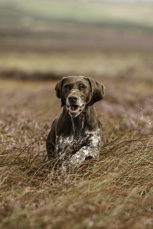 Pat Ideson and Diva the gundog, Guisborough