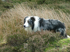 Jackie Goulder of Comeby Collies, Pickering